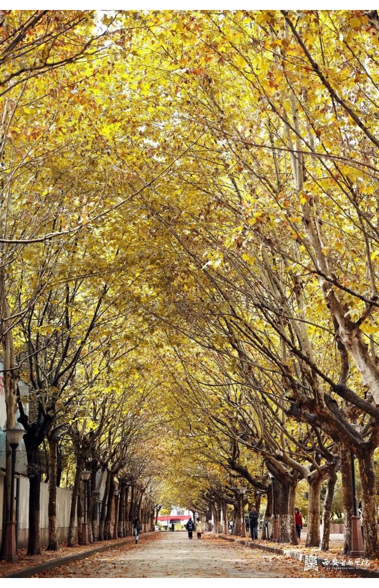 <a href='/pxzx/2024/0918/c751a98766/page.htm' target='_blank' title='西安音乐学院2024年幸福林带夏季社会艺术水平考级证书可以领取啦！'>西安音乐学院2024年幸福林带夏季...</a>